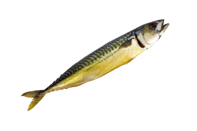 Скумбрия х/к Fish Dream вакуум, кг - фото 22950