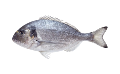 Дорадо с/м  - фото 30838