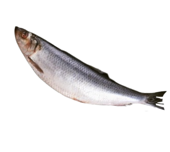 Сельдь с/с Атлантическая  - фото 32832