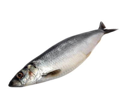 Сельдь соленая весовая - фото 35859