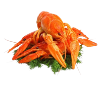 Раки средние