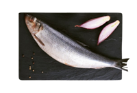 Сельдь с/с Атлантическая 