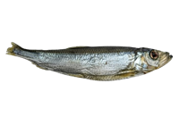 Салака вяленая