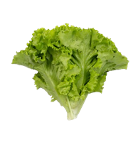 Листья салат